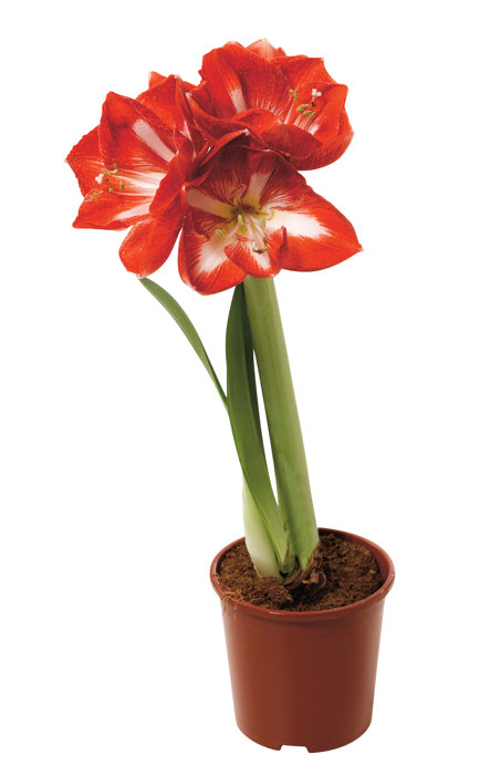 Amaryllis 12 cm